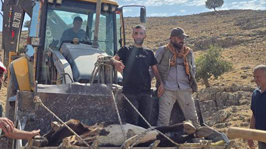 Mardin’de dağlık arazide ayağı kırılan inek sedyeyle 2 kilometre taşındı