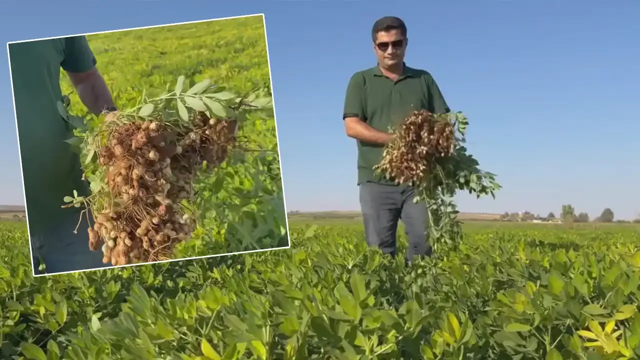 Yer fıstığı Suruç’ta çiftçilerin yeni gözdesi oldu