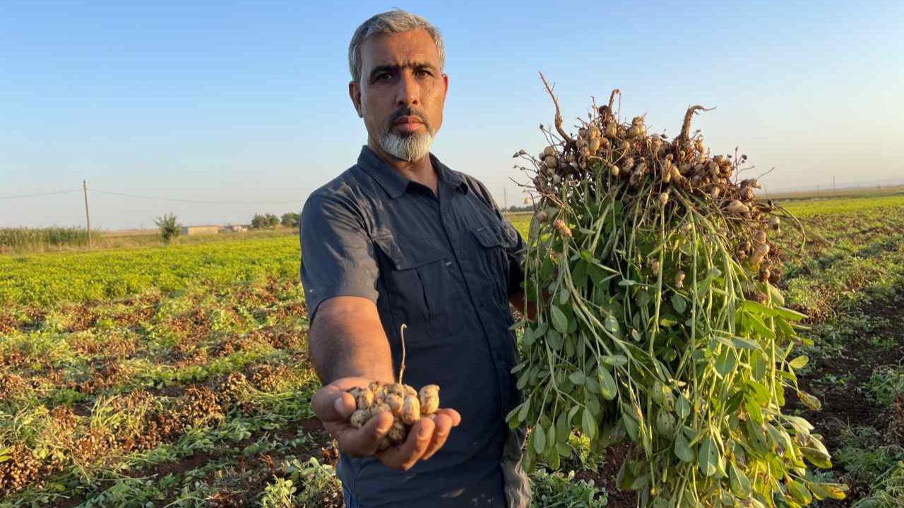 Suruç ve Harran'da gelir kapısı çeşitleri arttı