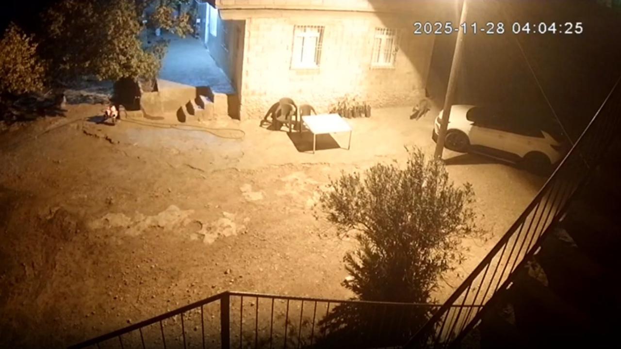 Şanlıurfa'da tavuk kümesine giren sırtlanlar horoz ve tavukları çaldı