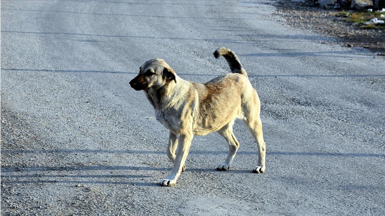 Sokak köpeklerini kontrolsüz beslemek yasaklandı