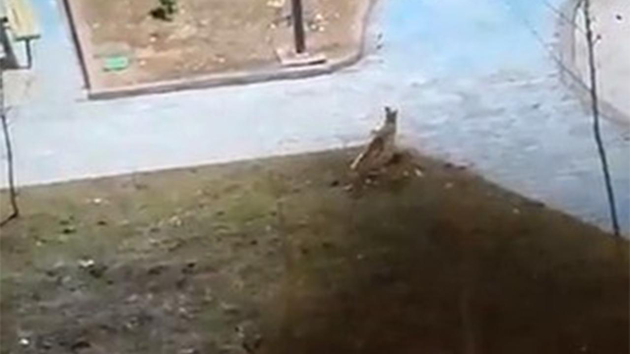 Şanlıurfa'da aç kalan tilkiler şehir merkezine indi