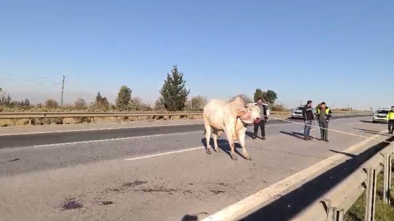 Şehir turu yapan firari anguslar tek tek avlandı