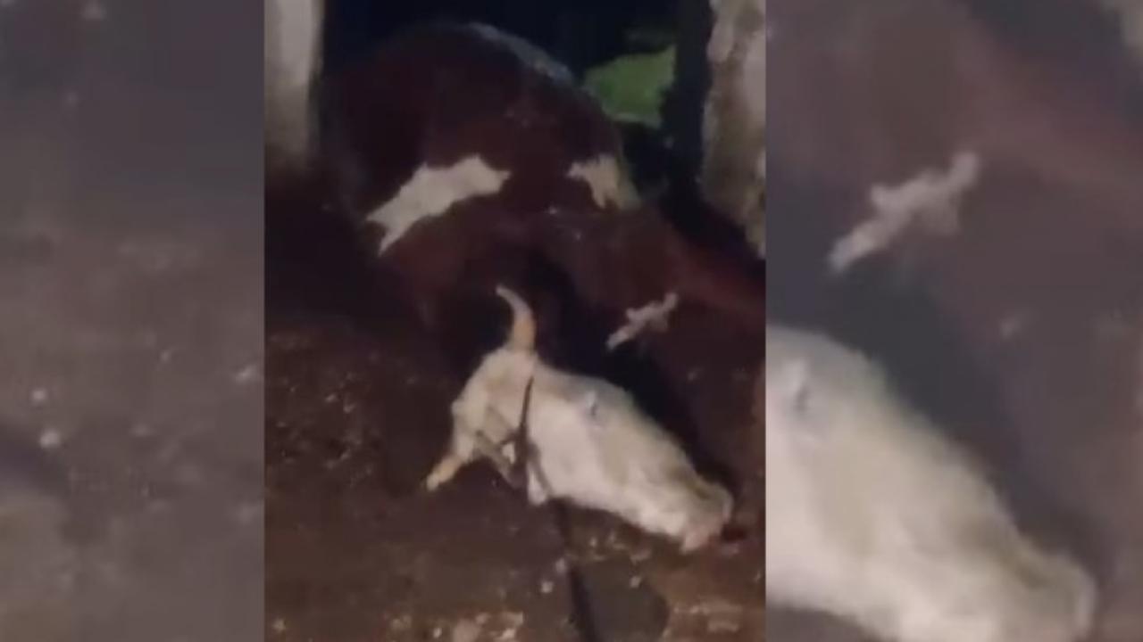 Şanlıurfa’da ahırda yaşanan facia yürek burktu