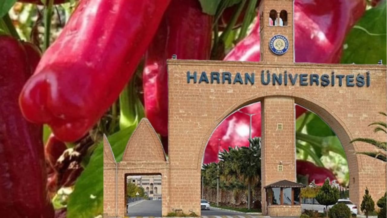 Şanlıurfa’nın Biberine bilimsel dokunuş