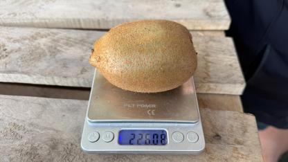 Sadece dört tanesi 1 kilo geliyor!