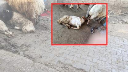 Şanlıurfa hayvan pazarında skandal iddia! Ölü hayvanlar satışta mı?