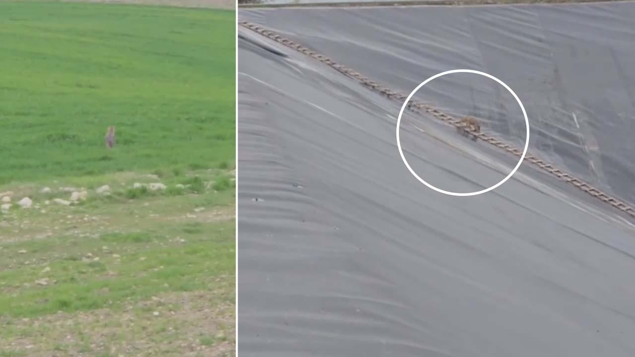 Karaköprü’de gölete düşen çakal kurtarıldı