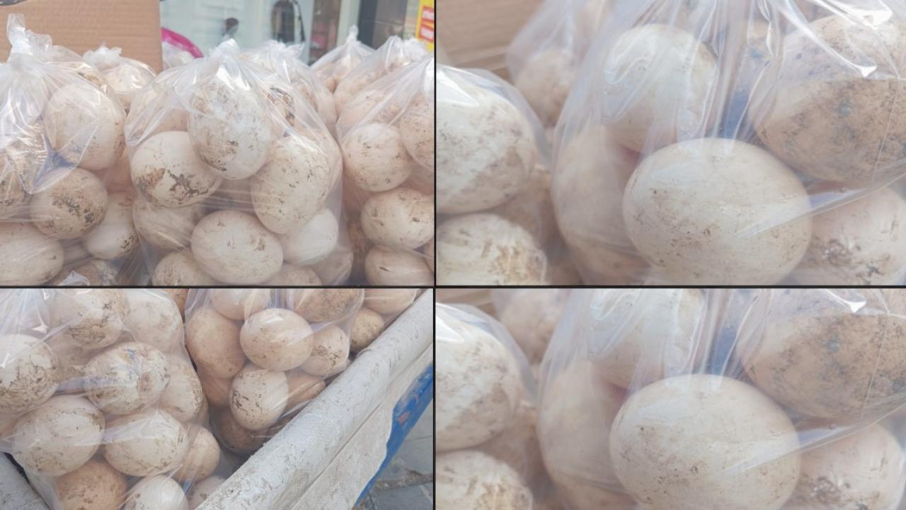 Şanlıurfa’da köy yumurtasına yoğun ilgi