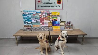 Birecik ve Viranşehir'de kaçakçılara darbe! 27 şüpheli yakalandı