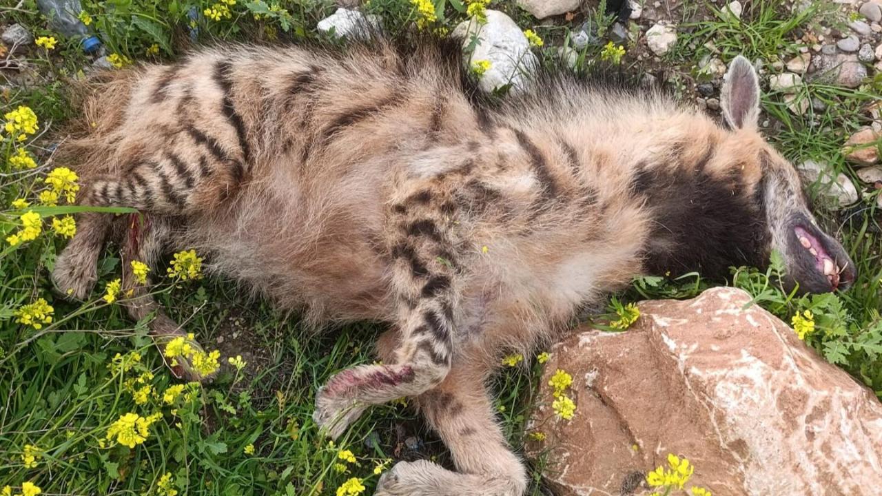 Birecik’te nesli tükenmekte olan çizgili sırtlan telef oldu!