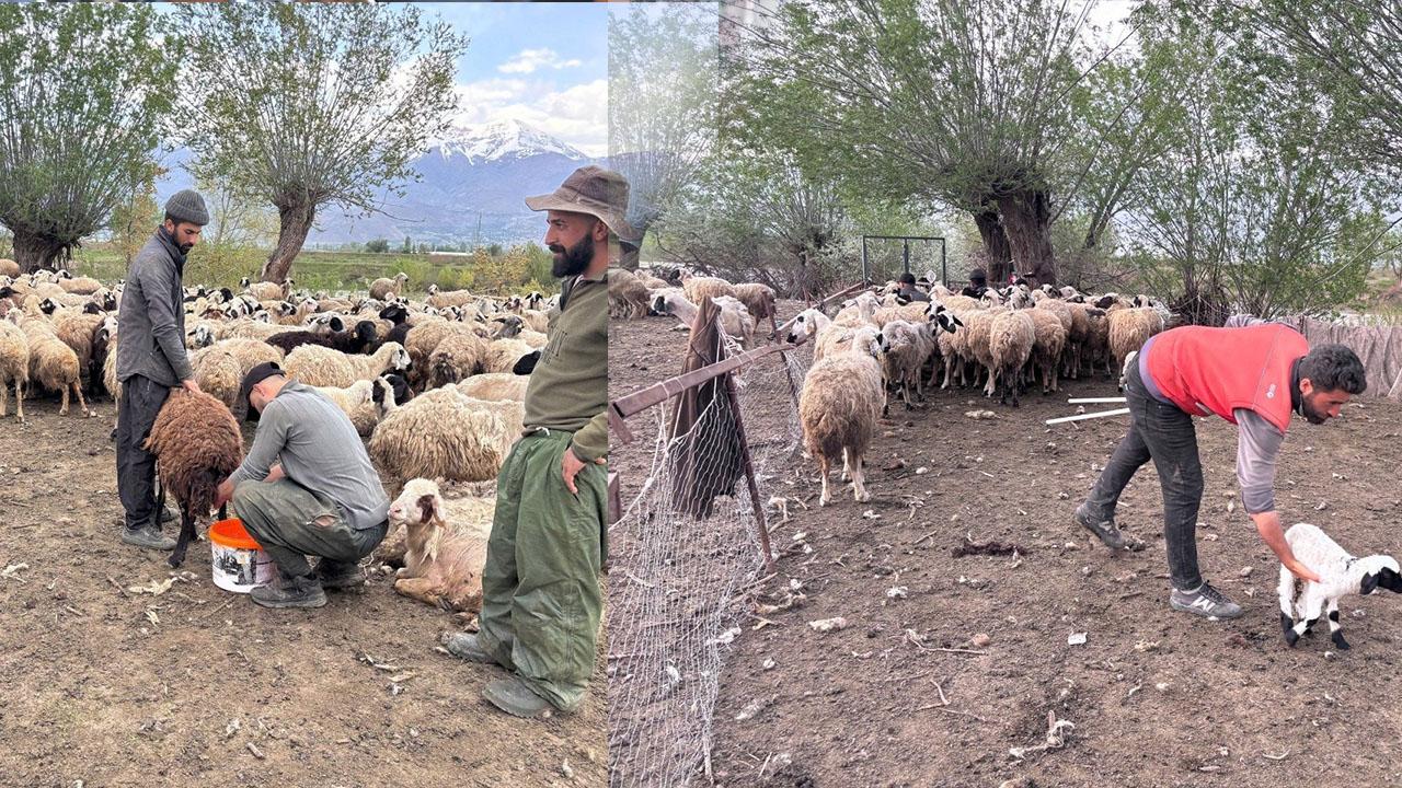 Erzincan’da çoban krizi için dikkat çeken çözüm!