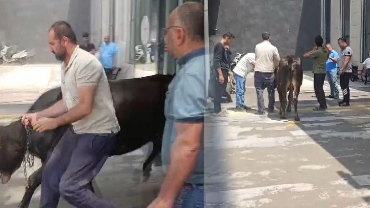 Firari dana hastane kapısını açtı, acile daldı