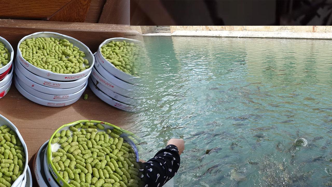 Şanlıurfa Balıklıgöl’de balık yemlerine ilgi azaldı