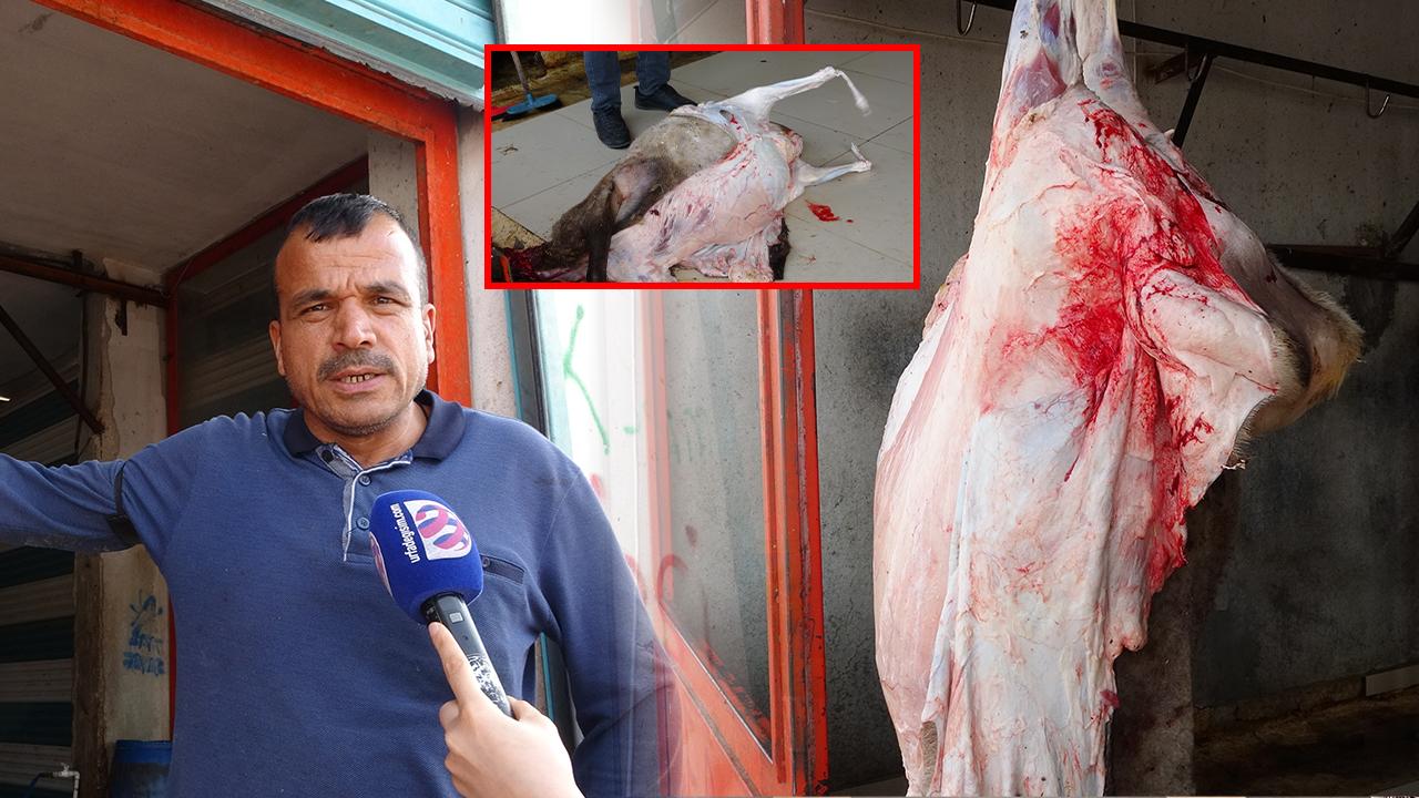 Şanlıurfa’da Kurban Keseceklere Uzman Kasaptan Hayati Tavsiyeler