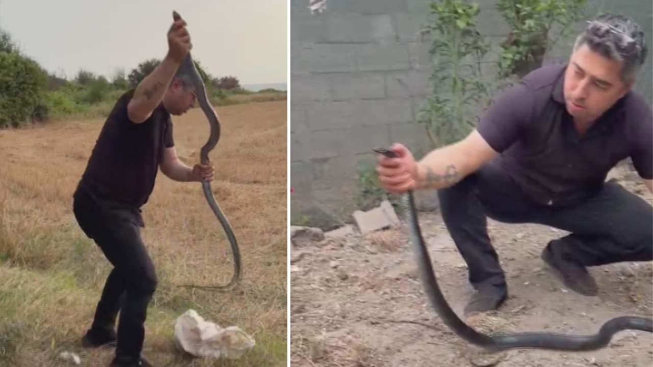İki metrelik yılanı çıplak elle tuttu! Elinden ısırdı