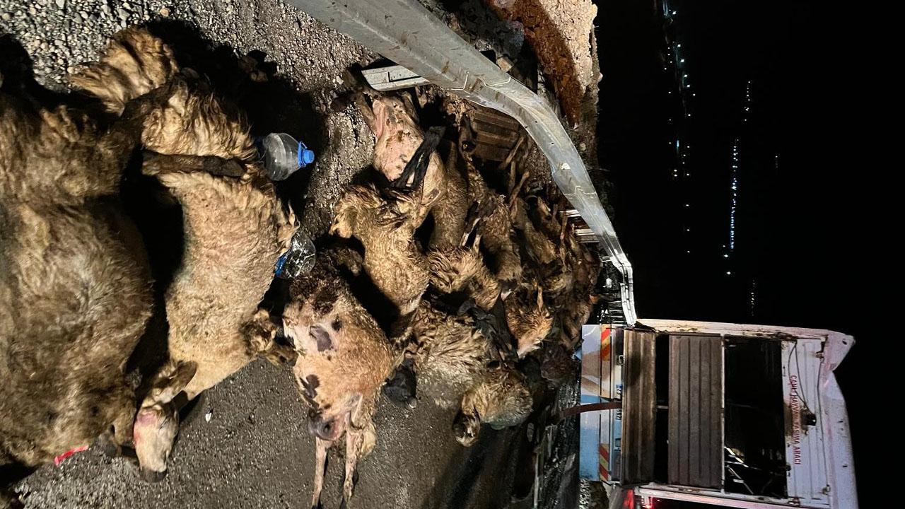 Erzincan’da hayvan taşıyan tır kazası: 60 koyun telef