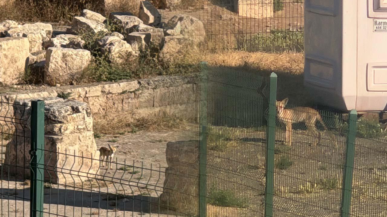 Harran Ören Yeri’nde tarihi kalıntılar arasında tilki sürpri