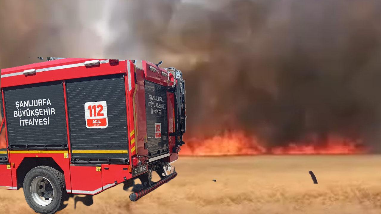 Şanlıurfa'da 300 dönüm buğday tarlası alevlere teslim oldu