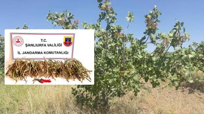 Şanlıurfa’da fıstık aşısı çalan 3 kişi suçüstü yakalandı