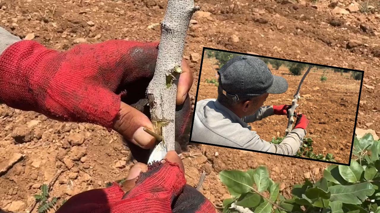 Şanlıurfa’da fıstık üreticileri kolları sıvadı: Aşılama sezonu başladı