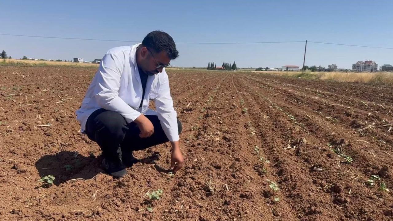 Şanlıurfa’da hasat ile birlikte pamuk tarlalarını bekleyen t