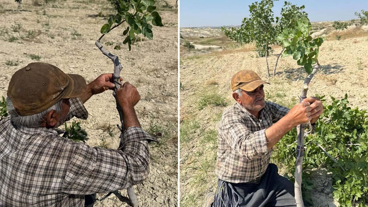 Şanlıurfa’da yeşil altında kalem aşısı başladı