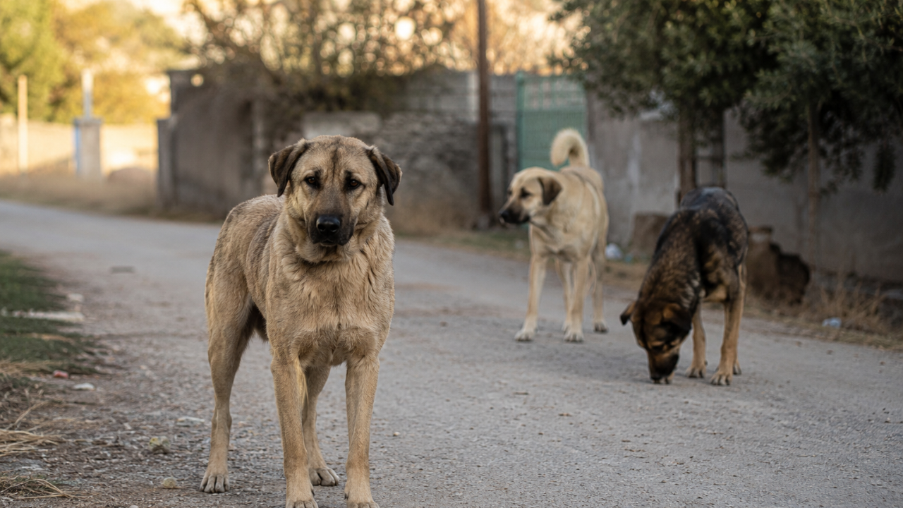 Şanlıurfa'daki köpek saldırısı Ankara'yı harekete geçirdi: Müfettiş görevlendirildi
