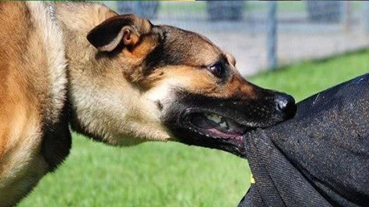 Viranşehir’de 8 yaşındaki çocuk köpek saldırısında yaralandı