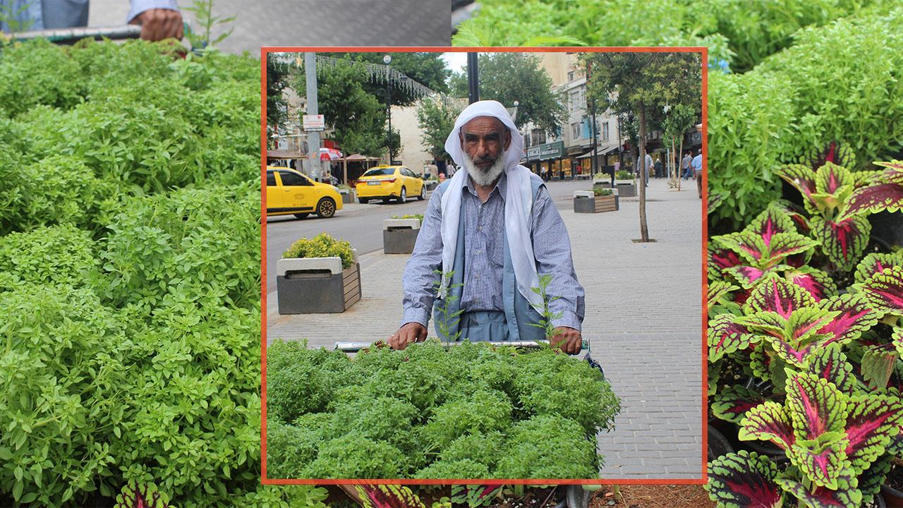 Yaz geldi, çiçek ve fide tezgâhlarında hareketlilik arttı