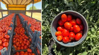 Harran’dan Türkiye’nin 4 bir yanına domates gönderiliyor