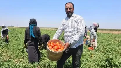 Kavurucu sıcakta işçilerin topladığı domatesler Şanlıurfa’ya geliyor