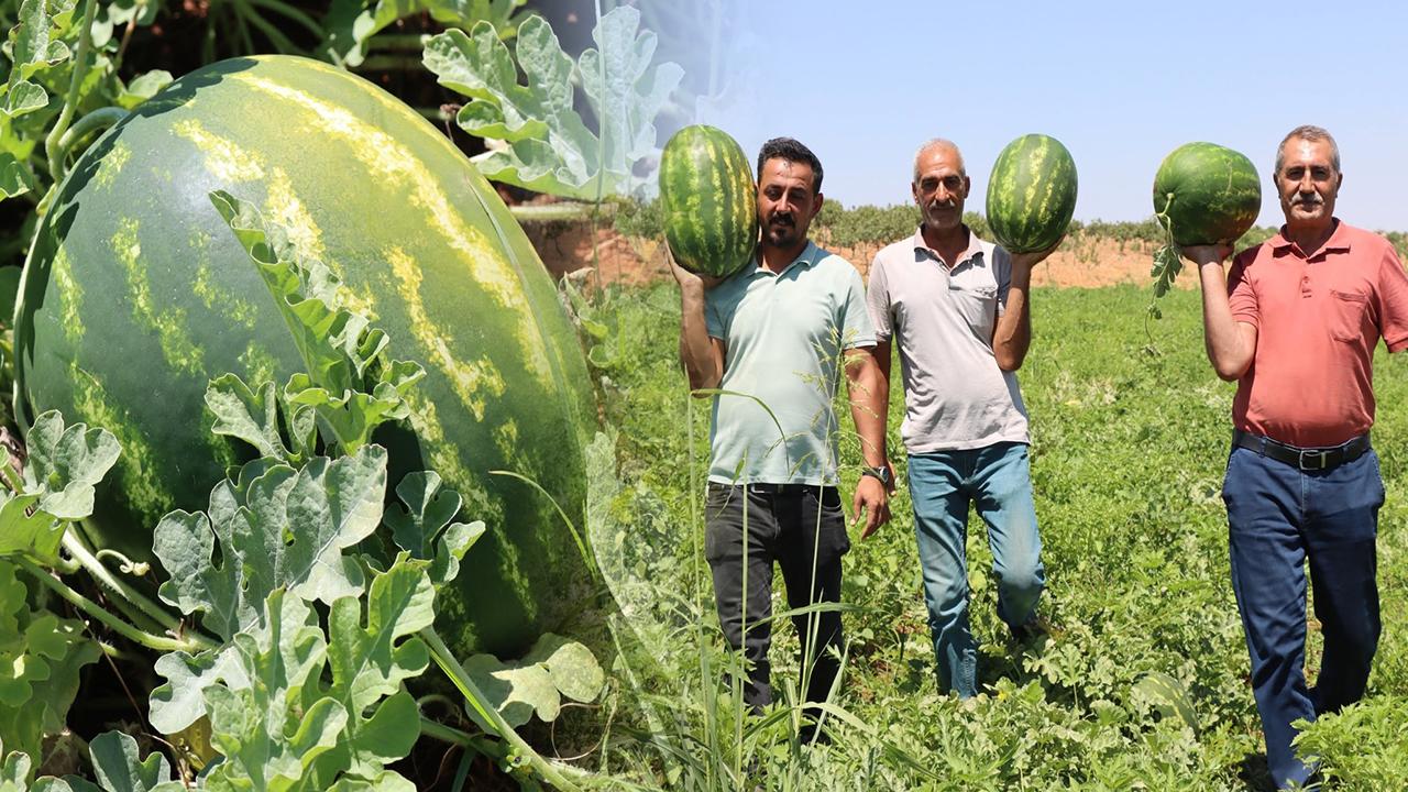 Otomatik Taslak