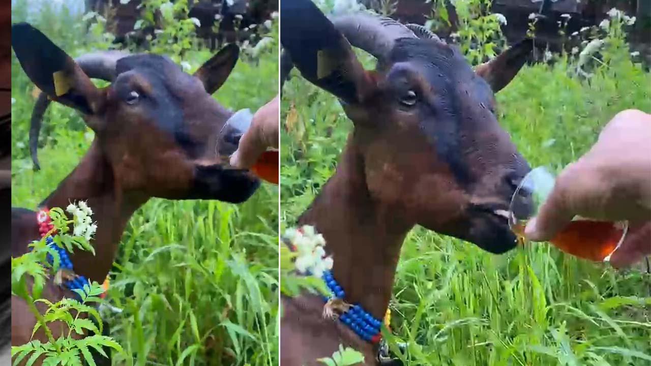 Rize'de bardaktan çay içen keçi sosyal medyayı salladı!