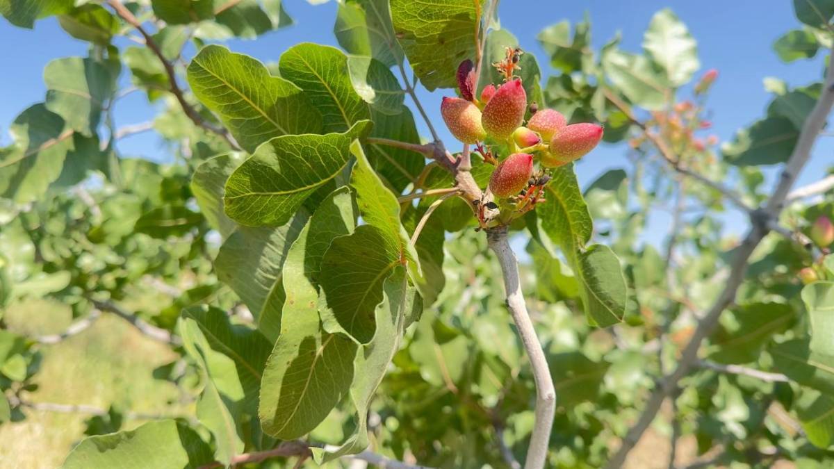 Şanlıurfa’da fıstık aşısı çalan 3 kişi suçüstü yakalandı