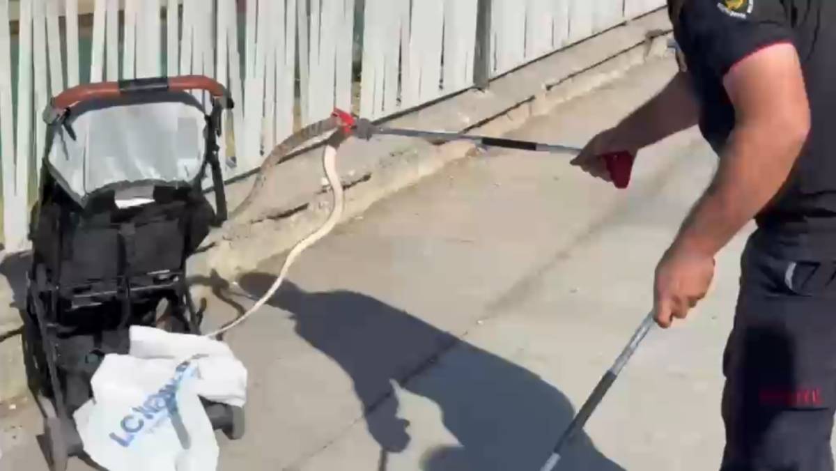 Şanlıurfa’da korku dolu anlar: Yılan bebek arabasına düştü