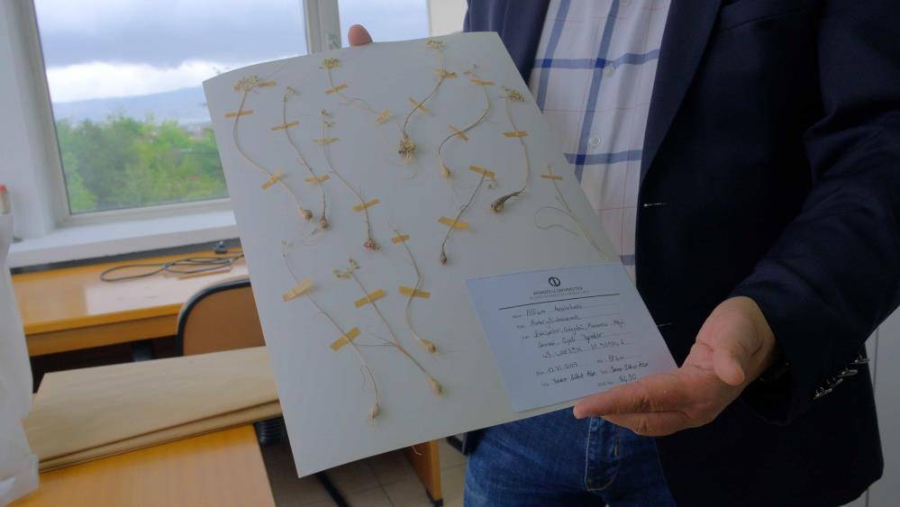 Bozova’da yeni endemik tür keşfi: “Allium aralii” literatüre girdi