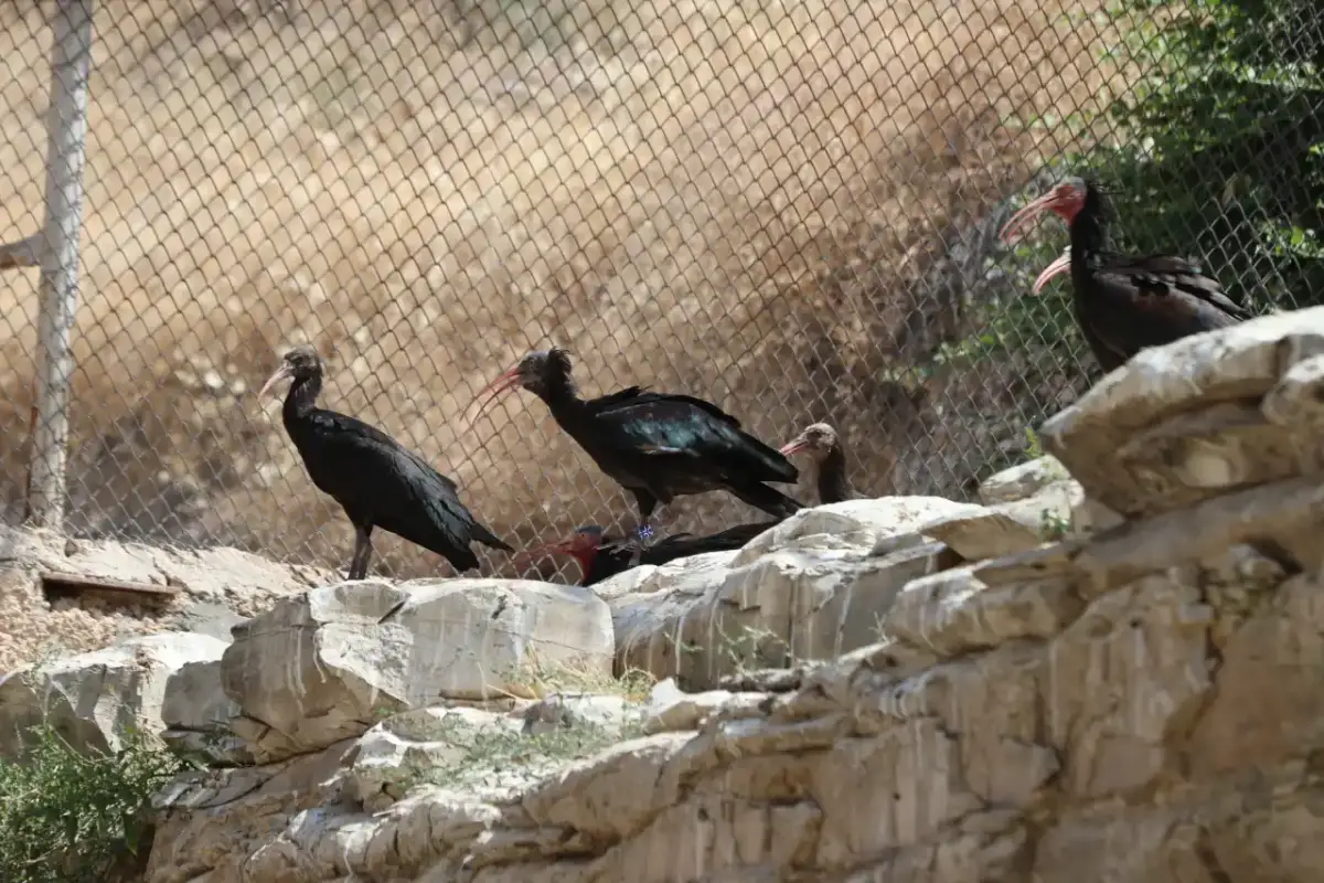 Şanlıurfa'da kelaynak ailesine 66 yeni üye katıldı