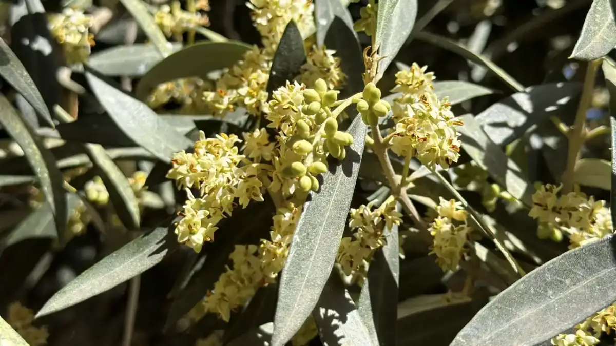 Zeytin üreticilerine El Nino uyarısı! Alınacak önlemler