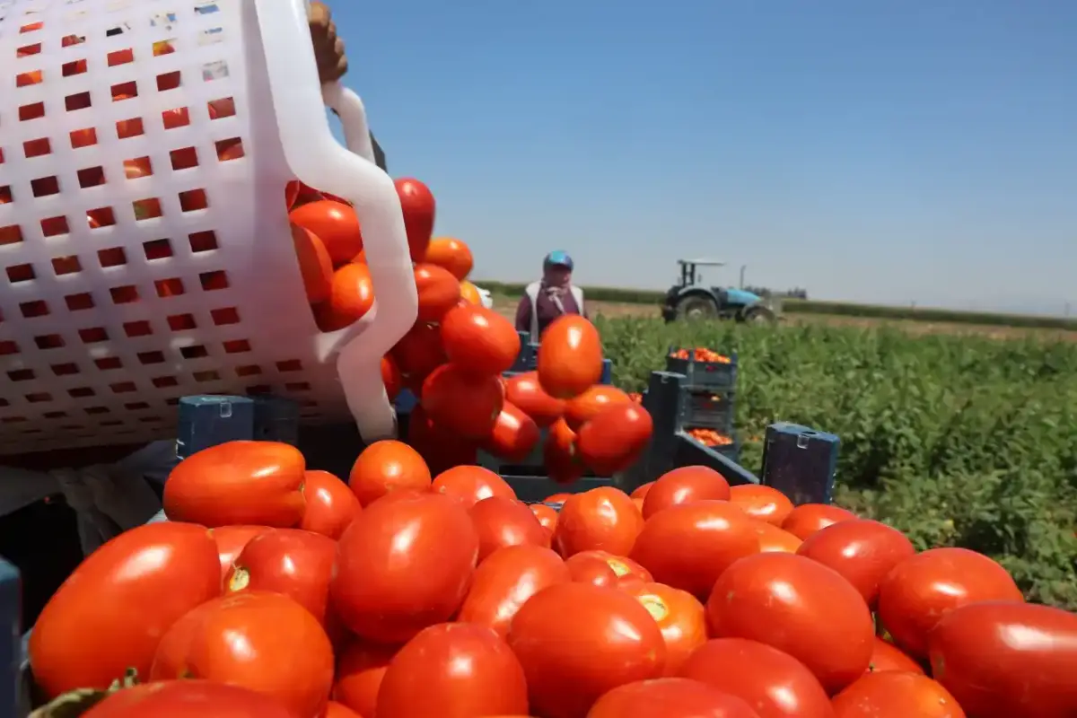 Kavurucu sıcakta işçilerin topladığı domatesler Şanlıurfa’ya geliyor