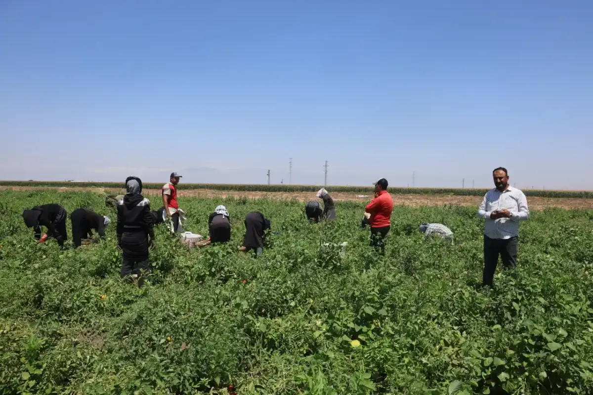 Kavurucu sıcakta işçilerin topladığı domatesler Şanlıurfa’ya geliyor