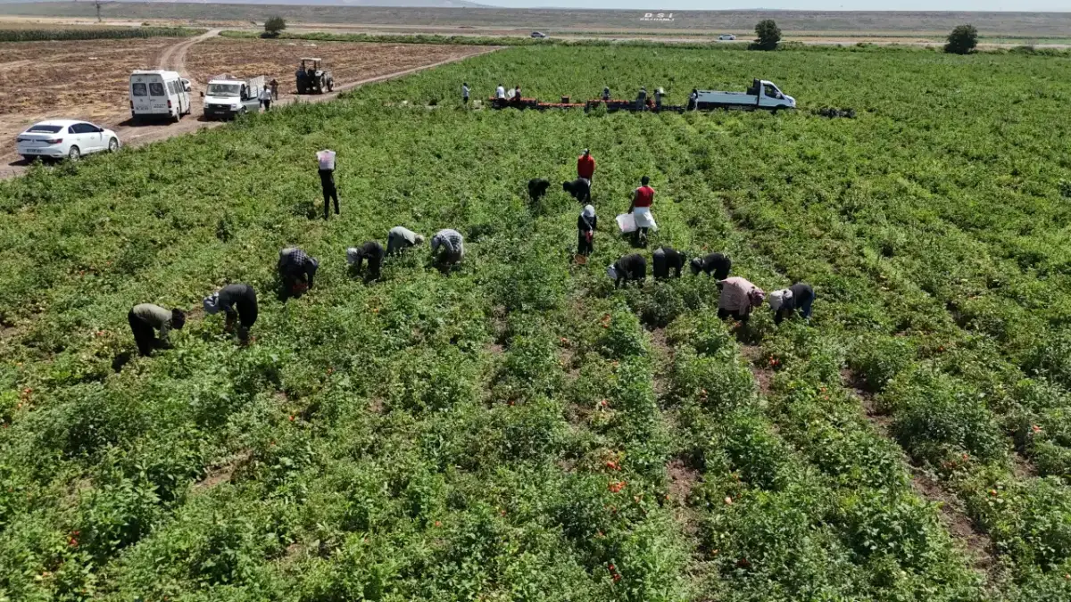 Kavurucu sıcakta işçilerin topladığı domatesler Şanlıurfa’ya geliyor