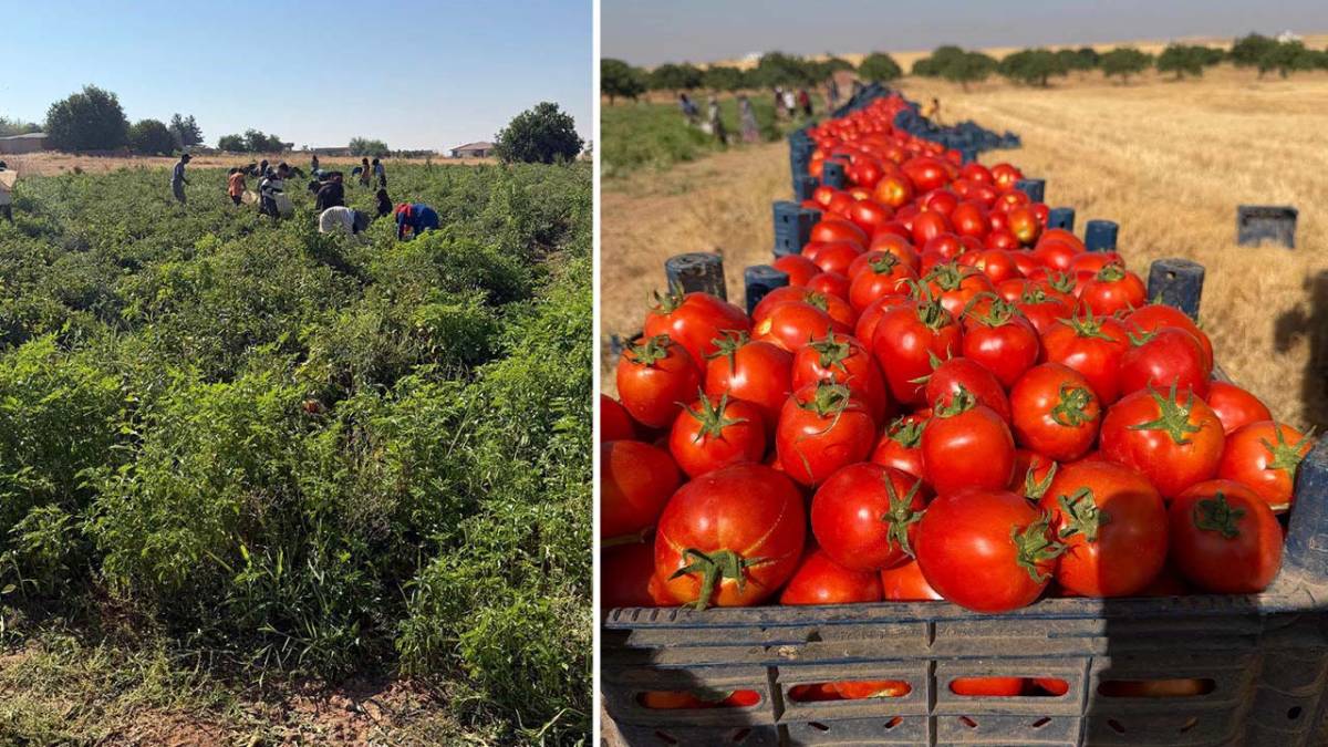 Harran’dan Türkiye’nin 4 bir yanına domates gönderiliyor