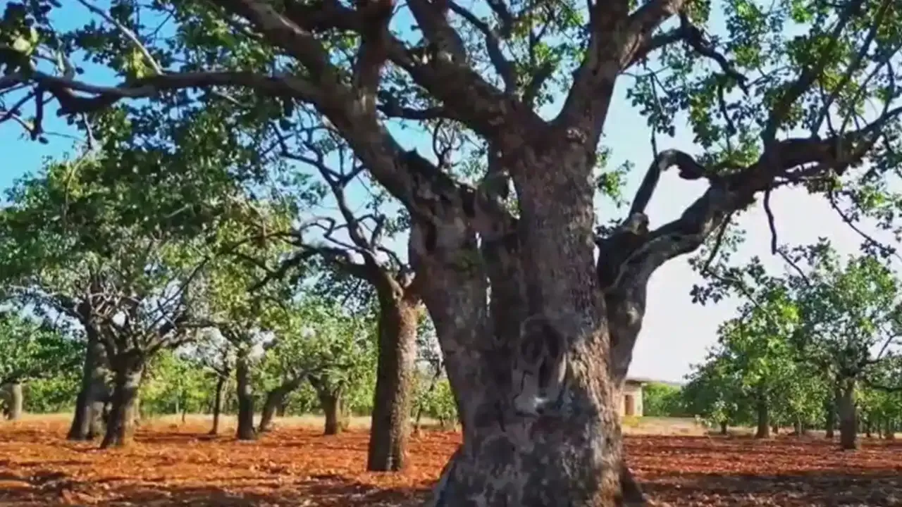 Türkiye’nin en yaşlı fıstık ağaçları Şanlıurfa’da